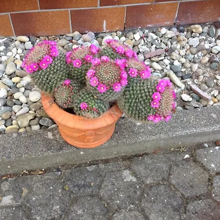 Apartamento Schwalbennest *