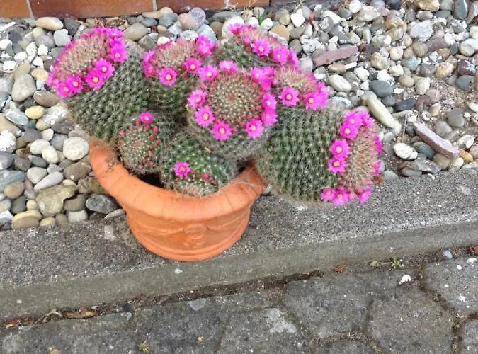 Daire Schwalbennest *